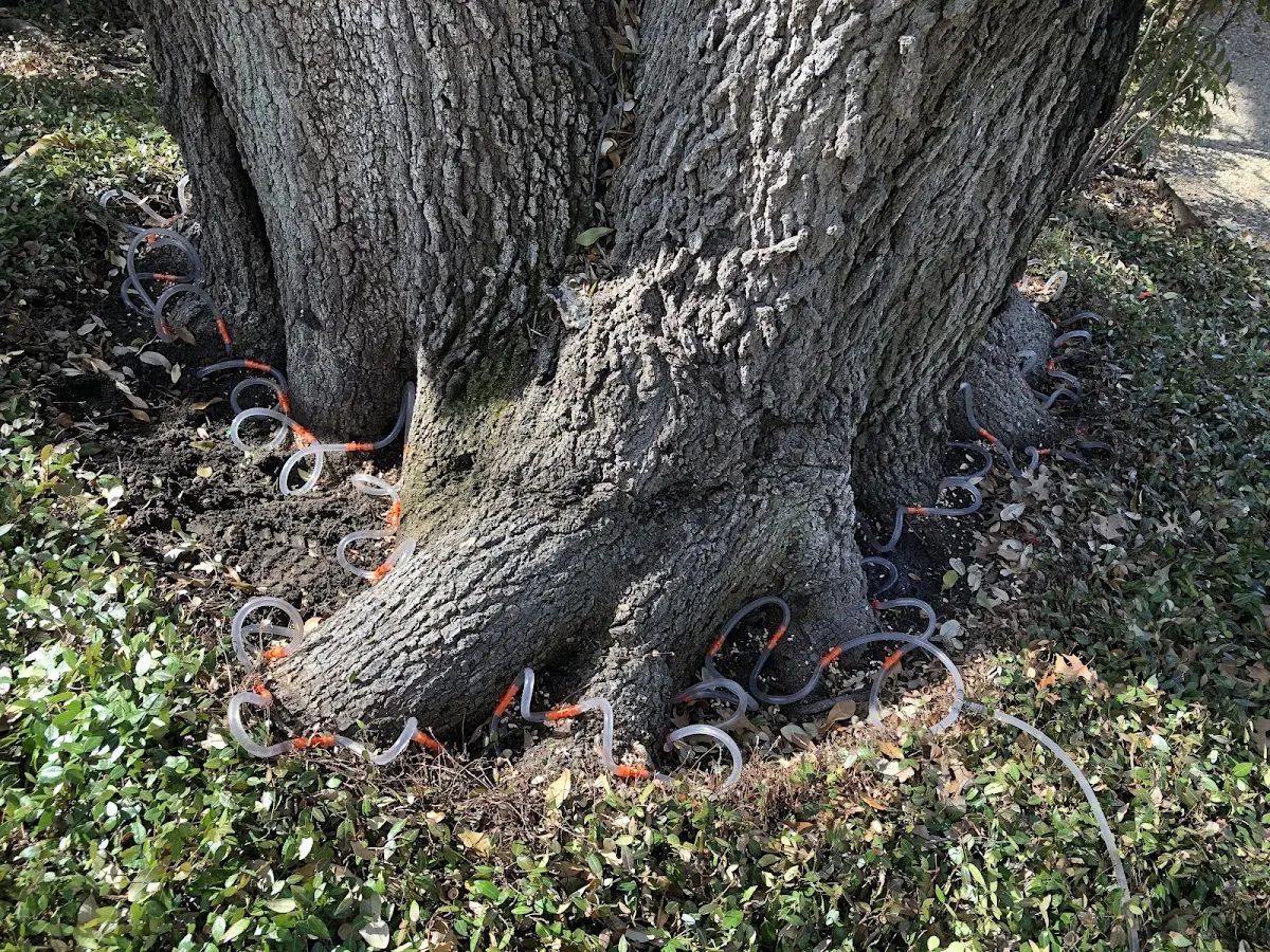 Detailed Tree Cabling and Bracing job site in Woodhaven