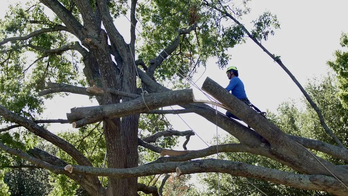 Professional Crown Thinning performed by certified arborists in Woodhaven