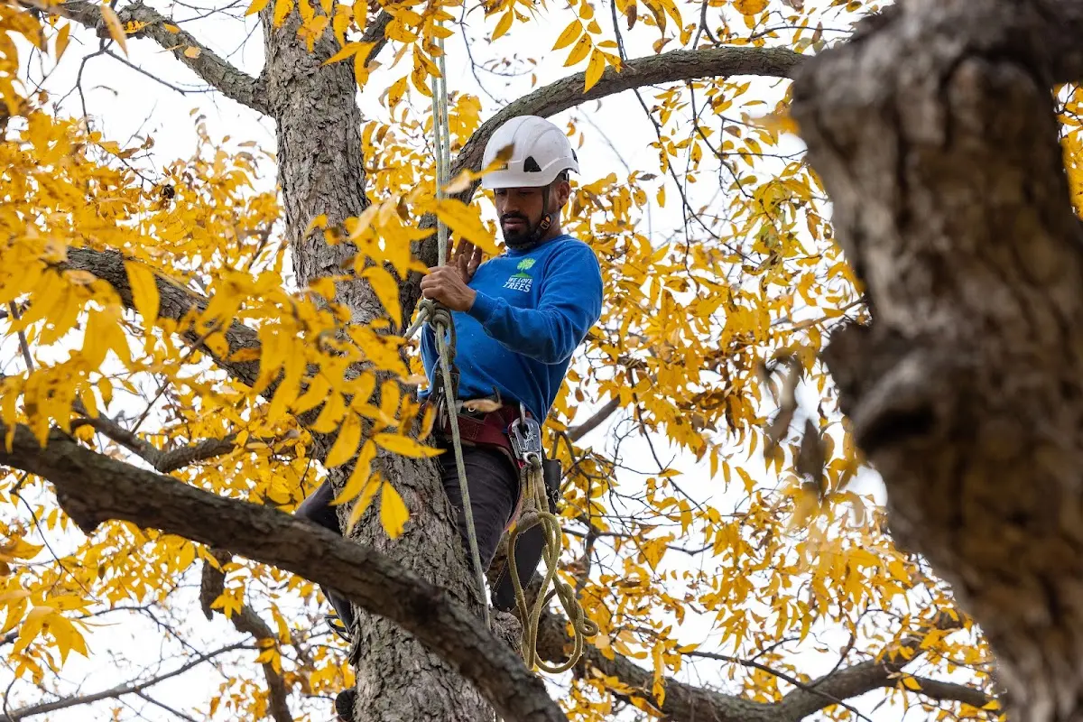 Skilled Tree Pruning crew working in Woodhaven