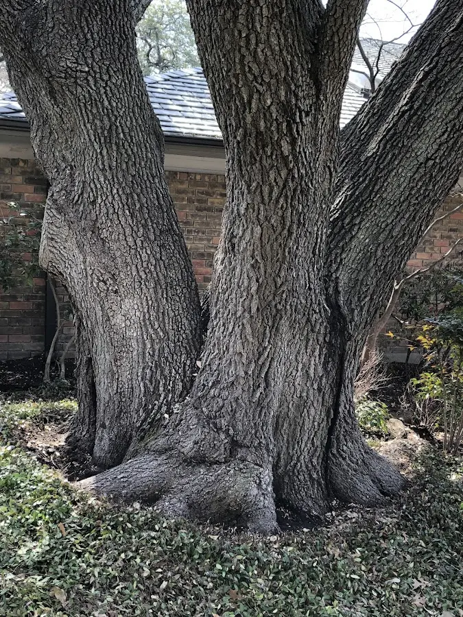 Mature heritage tree close to a Woodhaven property cared for by certified arborists