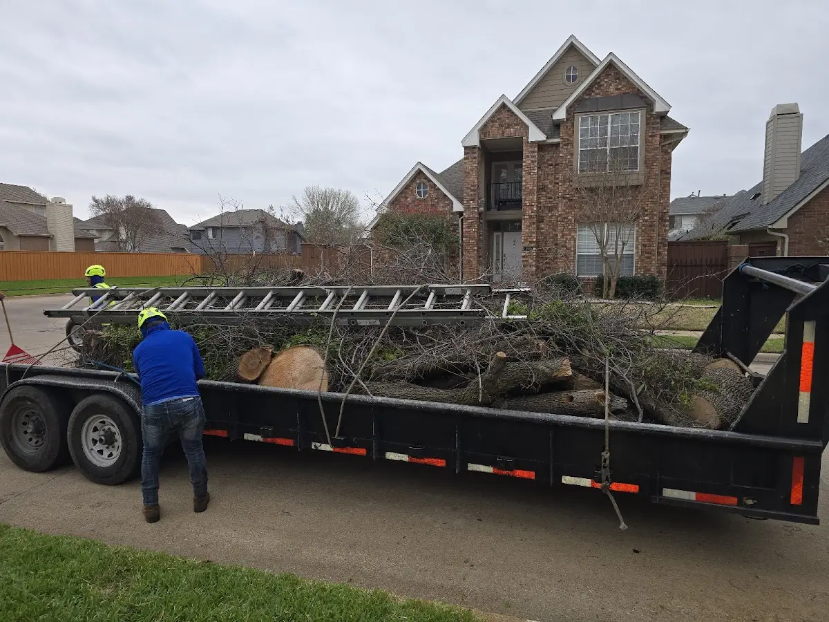 Expert Tree Pest Control with proper safety equipment in Woodhaven